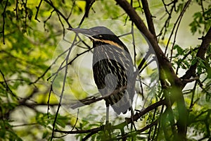 Black bittern or Ixobrychus flavicollis portrait during winter migration at keoladeo national park or bird sanctuary , rajasthan