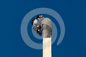 Black & white jumping spider in match stick