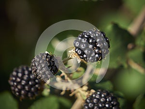 Black blackberry berries.