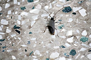 Black blister beetle (Epicauta pensylvanica) on the mosaic floor : (pix Sanjiv Shukla) photo