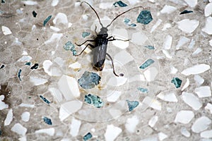 Black blister beetle (Epicauta pensylvanica) on a mosaic floor in a house : pix SShukla