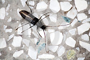 Black blister beetle (Epicauta pensylvanica) on the mosaic floor : (pix Sanjiv Shukla)