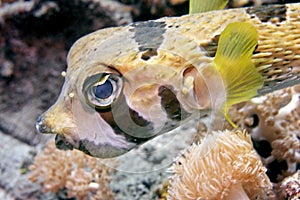 Black-bloched porcupinefish