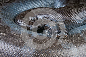 Black blood python