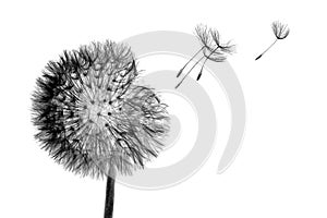 Black bloom head Dandelion flower with flying seeds in wind isolated on white background