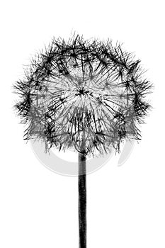 Black bloom head Dandelion flower isolated on white background