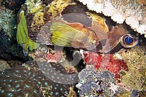 Black blotched Porcupine fish (Diodon Liturosus) in the filipino sea December 14, 2011