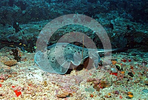 Black-blotched Stingray