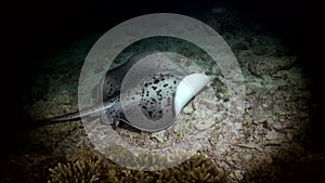 Black blotched stingray night hunting on reef.