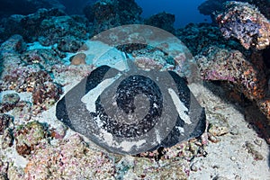 Black-Blotched Stingray on Seafloor