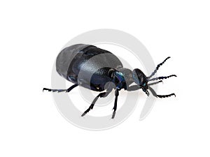 Black blue beetle or Oil beetle Meloe proscarabaeus