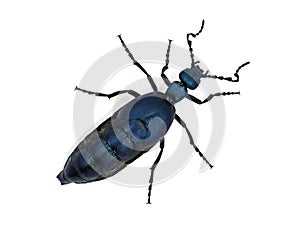Black blue beetle or Oil beetle Meloe proscarabaeus isolated on white background, top view