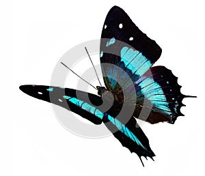 Black and blue butterfly Baeotus aeilus