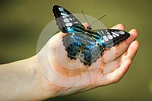 Black and blue butterfly on hand