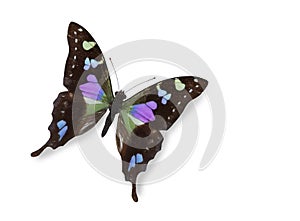 Black and blue butterfly isolated white photo