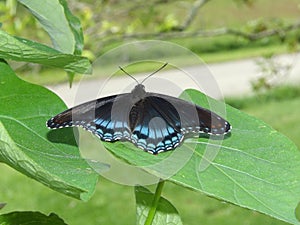 Black and Blue Butterfly Limenitis arthemis on a Dogwood Tree leaf