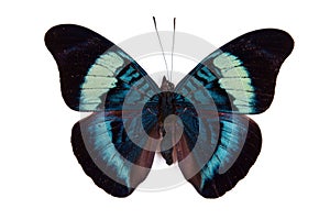 Black and blue butterfly Panacea prola