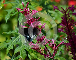 Black and Blue Butterfly (Rhopalocera)