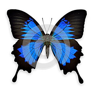 Black and blue butterfly on white background