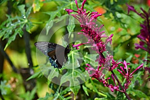 Black and Blue Butterfy (Rhopalocera)