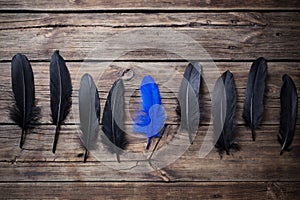 the black and blue feathers on old wooden background