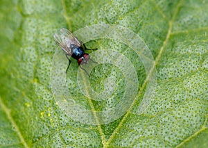 A black and blue fly is on a leaf