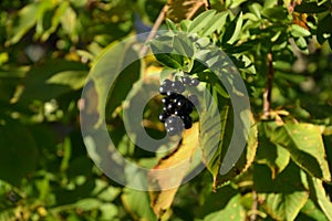 Black blue and glossy berries on a bush of the wild Privet