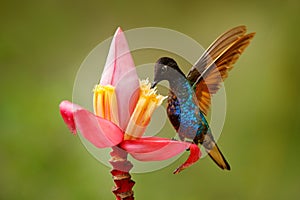 Black blue hummingbird with pink red flower bloom, sucking nectar with open wings. Velvet-purple Coronet, Boissonneaua jardini,