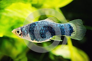 Black Blue Platy fish