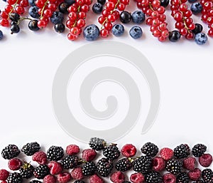 Black-blue and red berries isolated on white.