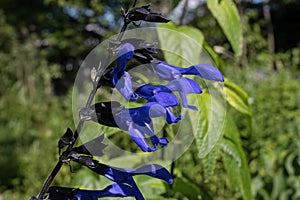 Black and blue salvia or blue Anise Sage flower in the early morning sunlight.