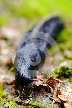 Black and blue slug