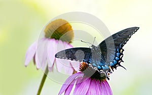 Black and Blue Spicebush Swallowtail Butterfly on flower