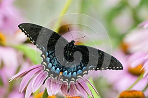 Black and Blue Swallowtail Butterfly on flower
