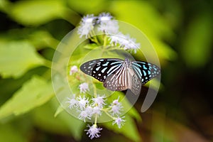 Black Blue tiger butterfly flying