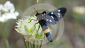 Black Blue With White Dots And Long Body Yellow Ring Butterfly Like Insect European Eating from Wild Flower Green Grass Macro Vide