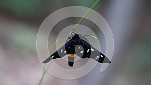 Black Blue With White Dots And Long Body Yellow Ring Butterfly Like Insect European Eating from Wild Flower Green Grass Macro Vide