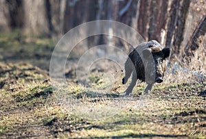 Black boar running through the forest under the sunlight with a blurry background