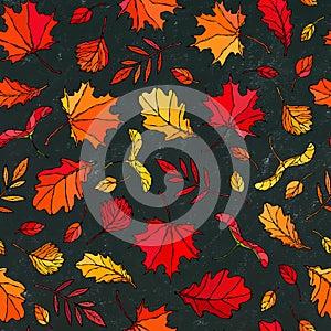 Black Board. Seamless Endless Pattern of Autumn Leaves. Maple Rowan, Oak, Hawthorn, Birch. Red, Orange and Yellow. Realistic Hand photo