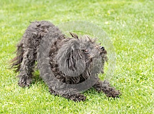 Black bolognese dog is keen on playing with its master