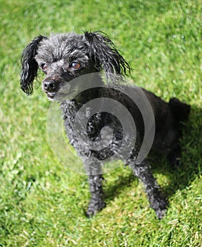 Black bolognese dog, Russian Tsvetnaya Bolonka