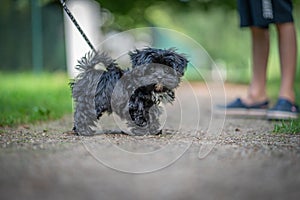 black Bolonka Zwetna puppy looks into the camera