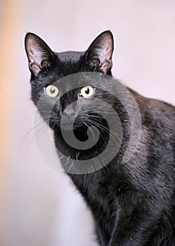 Black Bombay cat