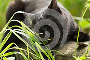 Black bombay cat eats green grass outdoor in nature close up