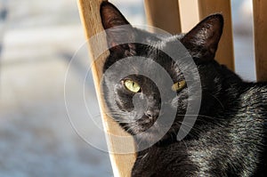 Black Bombay cat looking at camera.