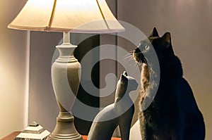 Black Bombay cat next to black cat figurine and lamp.