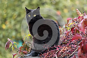 Black Bombay cat outdoor in autumn, on fall leaves