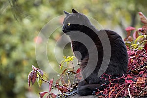 Black Bombay cat in profile outdoor in autumn, on fall leaves