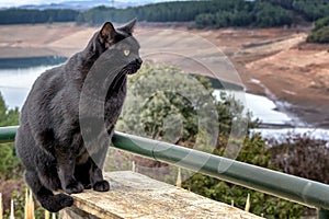 Black Bombay cat sitting on balcony with lake in the background.