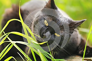 Black bombay cat with yellow eyes eat grass outdoor in nature